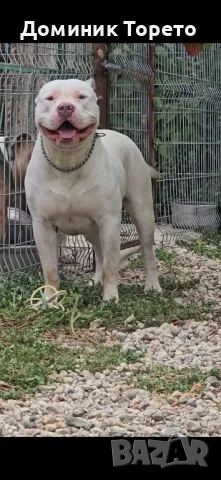 American bully xl, снимка 5 - Други - 46970498