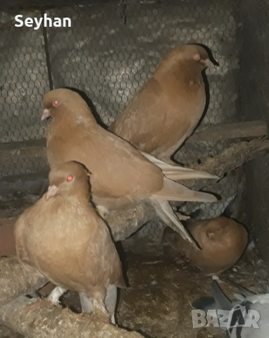 Мардини два чифта 