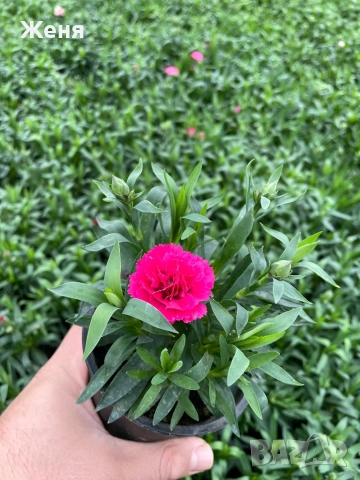 Мини карамфил, снимка 3 - Градински цветя и растения - 53357037