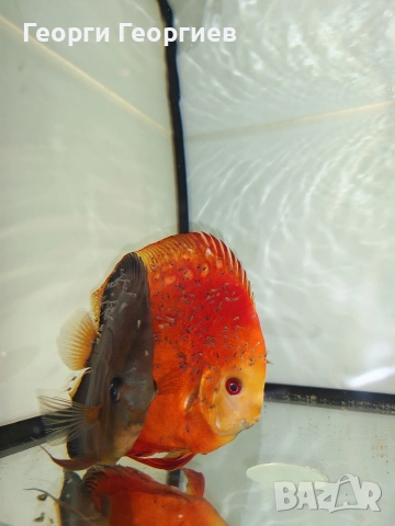 Дискуси, снимка 14 - Рибки - 51439805