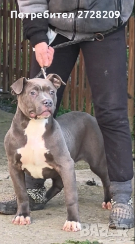 Американско Були Хл/American Bully XL , снимка 6 - Питбул - 53614865