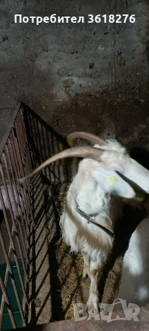 Продава се !, снимка 3 - Кози - 53989065