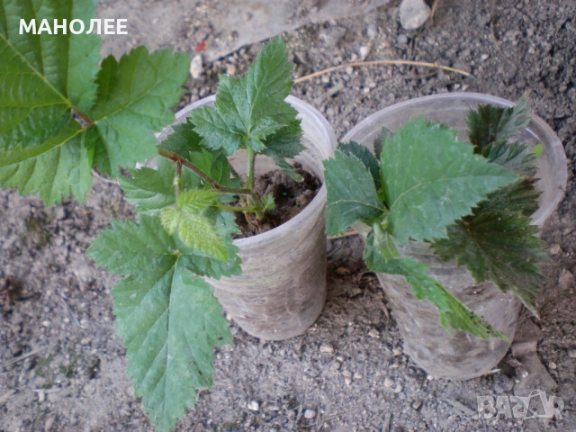 🍇🍒🍇Къпини без бодли🍓🍎🍏🍋🍒🍇, снимка 3 - Градински цветя и растения - 53797438
