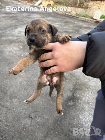 Малки кученца, снимка 3 - Питбул - 52839312