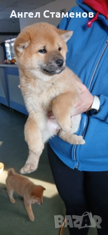 Кученца Шиба Ину , снимка 5 - Шиба ину - 53168811
