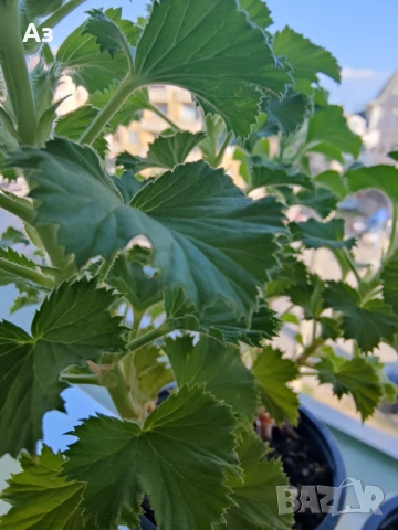 Продавам цветя Кралско (Английско) мушкато - с пъпки, снимка 7 - Стайни растения - 50477875