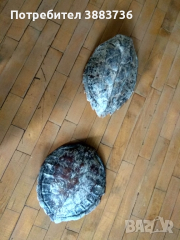 Коруби на морски костенурки, снимка 2 - Декорация за дома - 52330458