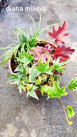 Аранжировка от вечнозелени и студоустойчиви растения за сянка!!!, снимка 3 - Градински цветя и растения - 53304418