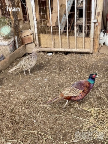 Колхидски фазани, снимка 2 - други­ - 53621407