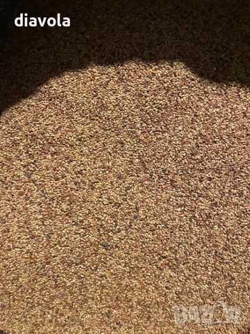 Люцерново семе, снимка 2 - Сортови семена и луковици - 53398486