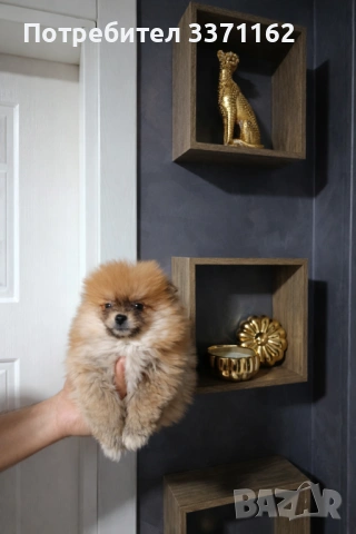  Двумесечен померан, снимка 4 - Померан - 53064133