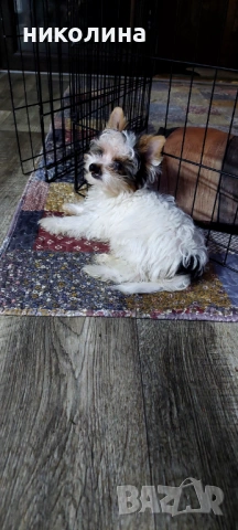 Продавам Йоркширски териер , снимка 3 - Йоркширски териер - 53016088