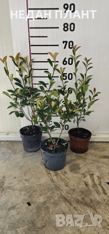 Фотиния (Ред Робин, Компакта, Литл), снимка 2 - Градински цветя и растения - 51662306