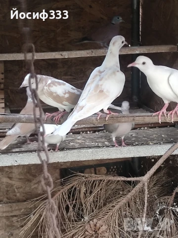 Продавам гугутки, снимка 1