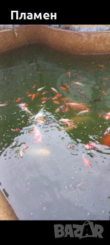 Японски шаран KOИ, снимка 3 - Рибки - 49475855