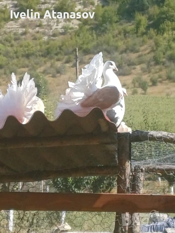 Фенерлии, снимка 7 - Гълъби - 50673891