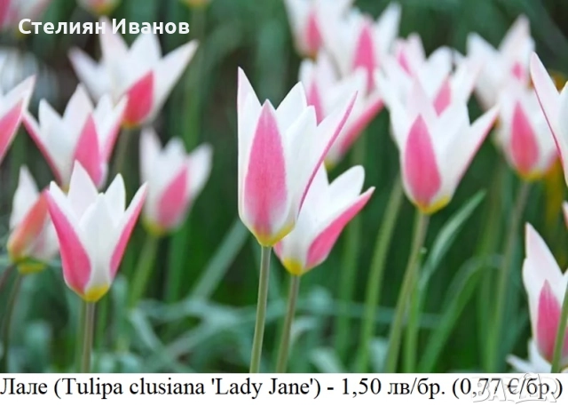 Лале (Tulipa clusiana 'Lady Jane') - луковици