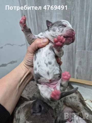 XL American bully's с родословие и сертификати , снимка 5 - Американски стафордширски териер - 53882558