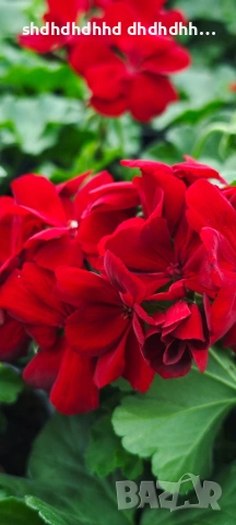 КАЛИОПЕ КАСКАДНО МУШКАТО , снимка 3 - Градински цветя и растения - 54220885