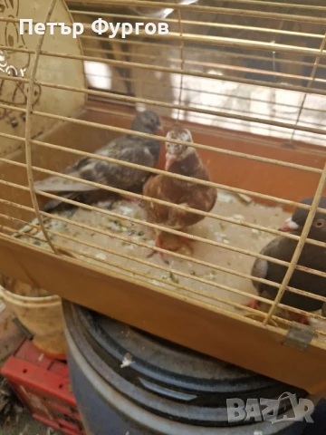 Продавам типлери, снимка 1