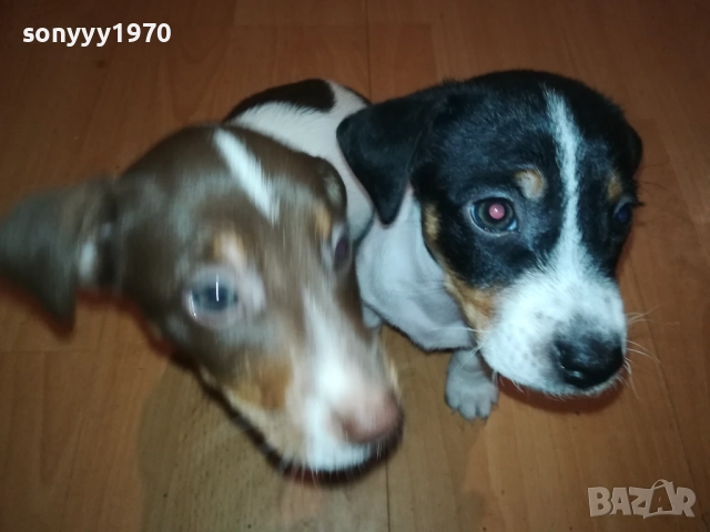 ДЖАК РЪСЕЛ-БЕБЕТА С ПАСПОРТ И ПЪРВА ВАКСИНА 0510252112, снимка 2 - Джак ръсел териер - 51955412