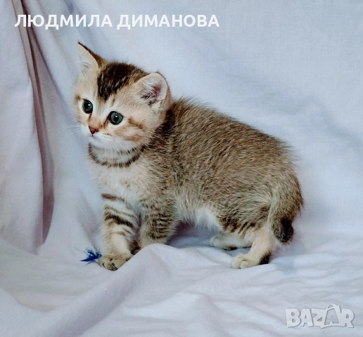 Шотландско мъжко. Златна чинчила. , снимка 4 - Британска късокосместа - 53614919