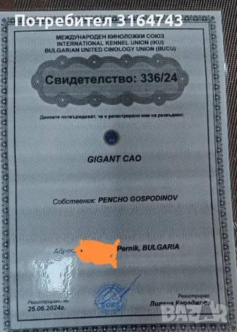 Cao Алабай GIGANT , снимка 5 - Алабай - 49423262