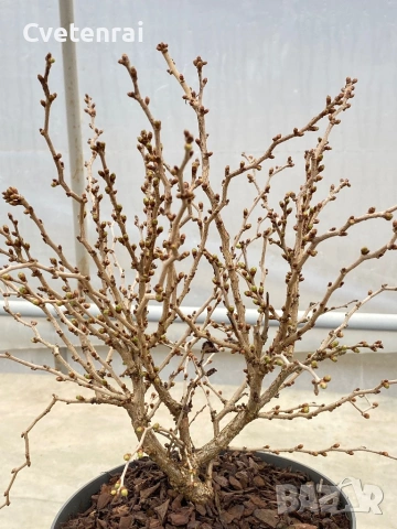 Череша Фуджи (Prunus incisa ‘Kojou-no-mai’), снимка 4 - Градински цветя и растения - 53692040