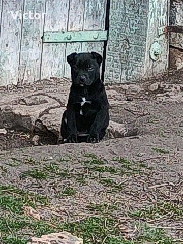 Подарявам кучета микс между Кане корсо и Питбул, снимка 5 - Други - 53714455