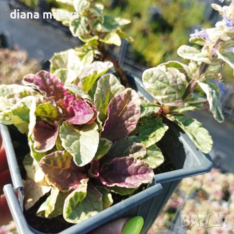 АЮГА ПЪСТРОЛИСТНА, Ajuga ‘Burgundy Glow’, студоустойчива, почвопокривна, снимка 6 - Градински цветя и растения - 46793376