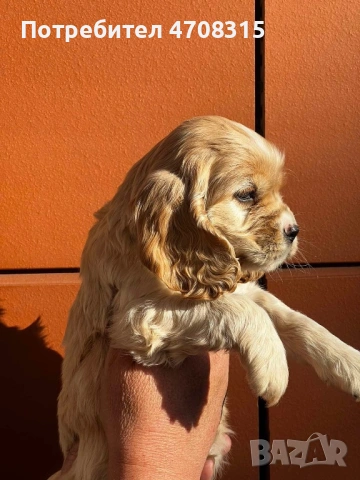 Кокер шпаньол карамел момче родословен баща, снимка 4 - Кокер шпаньол - 53854940
