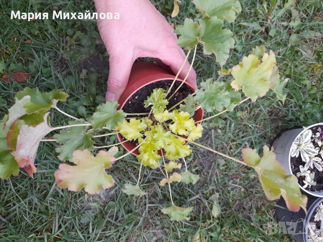 Различни видове Хойхери, снимка 2 - Градински цветя и растения - 52291355