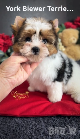 Йоркширски Териер! Страхотни бебета с родословие за семейство с деца!