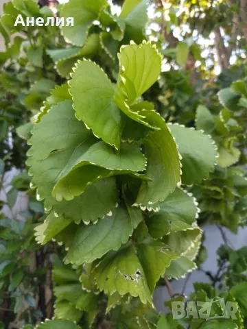 Acalypha curly Къдрава Акалифа екзотично растение , снимка 2 - Градински цветя и растения - 46838588