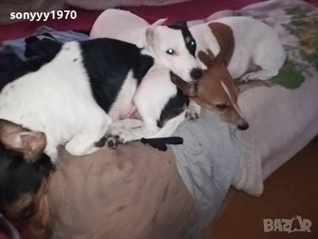 ПРОДАВАМЕ ДЖАК РЪСЕЛ-БЕБЕТА гр.ВИДИН 2809251916, снимка 7 - Джак ръсел териер - 51869972