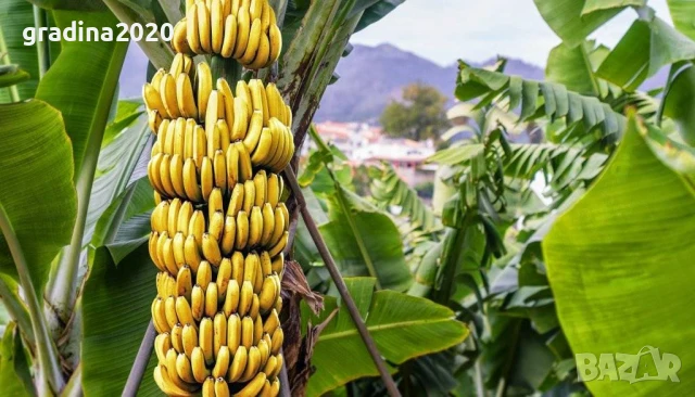 Банан - Мусо баджо / Musa Basjoo СТУДОУСТОЙЧИВ И ПЛОДОДАВАЩ - ЯДЛИВ, снимка 2 - Разсади - 51279587