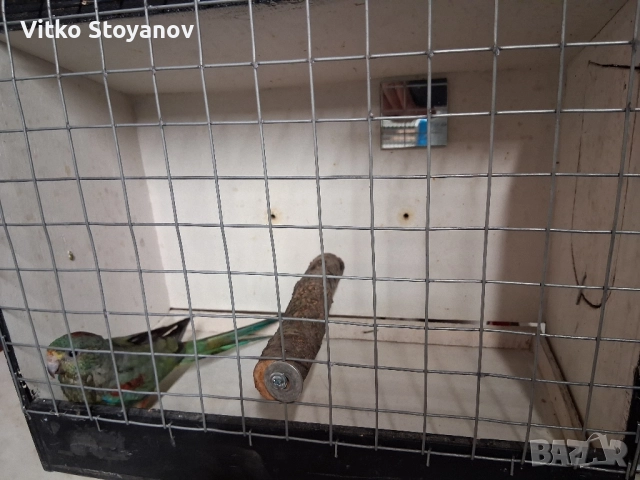 Многоцветен поен-женски, снимка 6 - Папагали - 52238797