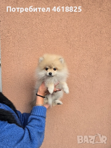 Померан , снимка 5 - Померан - 52679763