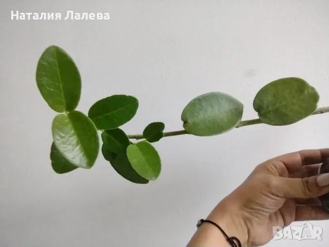 Хоя, hoya cummungiana, снимка 2 - Стайни растения - 47565714