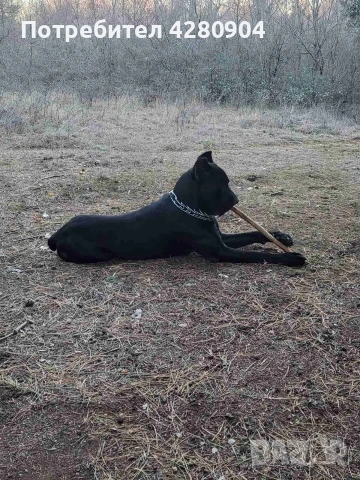 кане корсо бебета, снимка 4 - Кане корсо - 53035265