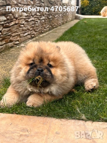 Продавам Чау чау