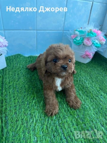 Cavapoo/Кавапу момчета, снимка 5 - Пудели - 54150900