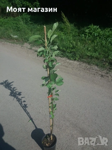 Мини дръвчета, снимка 8 - Градински цветя и растения - 53631614