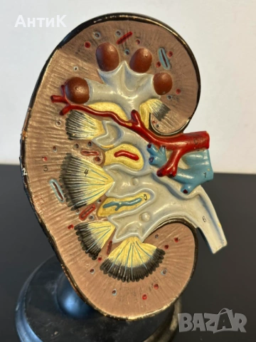 Соц Учебен Анатомичен Модел на Бъбрек, снимка 8 - Антикварни и старинни предмети - 53956401