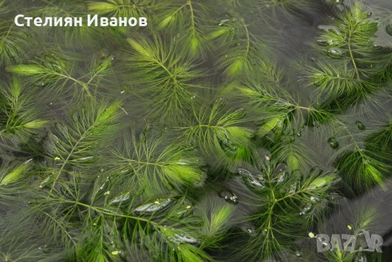 Роголистник (Ceratophyllum demersum), снимка 2 - Други - 51183348