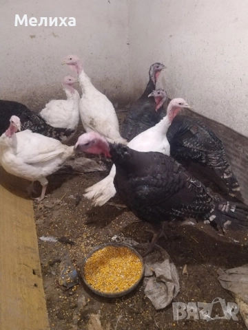 пуйки, снимка 2 - Кокошки и пуйки - 52477085