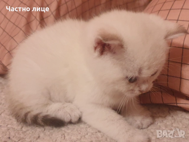 Шотландско коте златна чинчила колор поинт, снимка 2 - Чинчили - 53951865