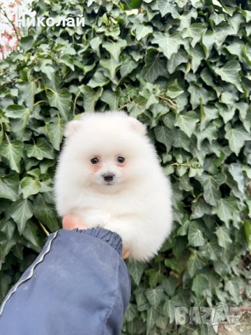 Померан мини момче. Померанче, снимка 3 - Померан - 53916476