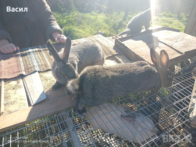 Зайци домашни , снимка 8 - Други животни - 51395663