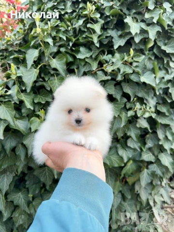 Померан мини момиче. Померанче, снимка 5 - Померан - 54216863